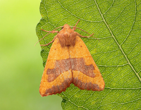 73.219 BF2269 Centre-barred Sallow Atethmia centrago