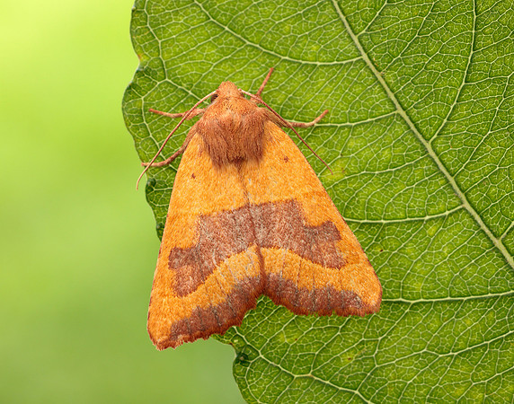 73.219 BF2269 Centre-barred Sallow Atethmia centrago