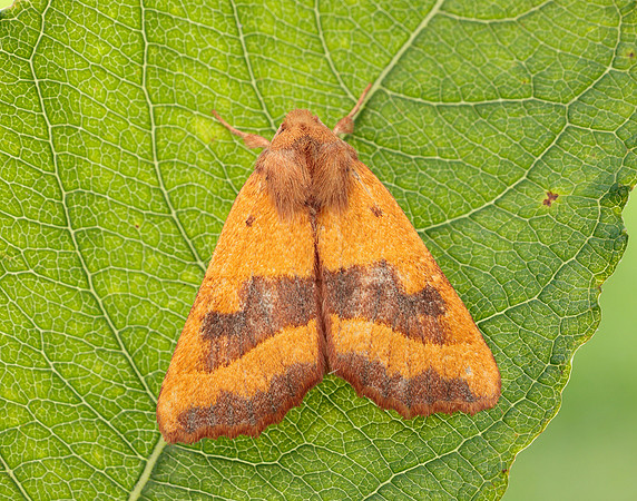 73.219 BF2269 Centre-barred Sallow Atethmia centrago