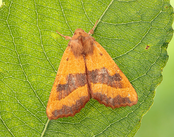 73.219 BF2269 Centre-barred Sallow Atethmia centrago