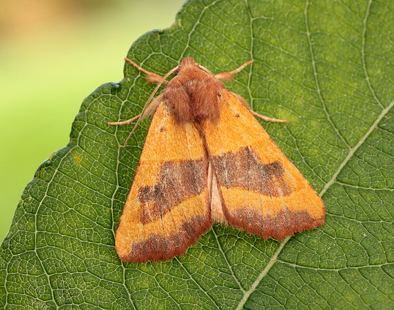 73.219 BF2269 Centre-barred Sallow Atethmia centrago
