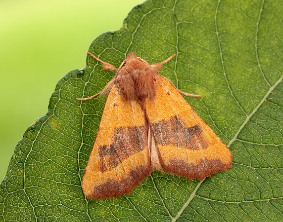 73.219 BF2269 Centre-barred Sallow Atethmia centrago