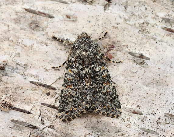 73.237 BF2252 Large Ranunculus Polymixis flavicincta