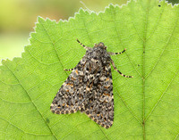 73.237 BF2252 Large Ranunculus Polymixis flavicincta