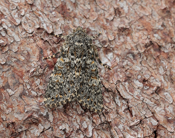 73.237 BF2252 Large Ranunculus Polymixis flavicincta