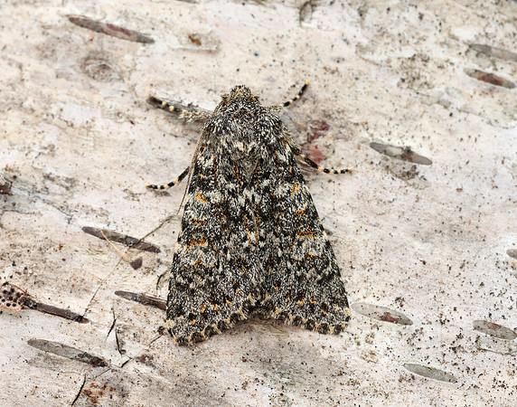 73.237 BF2252 Large Ranunculus Polymixis flavicincta