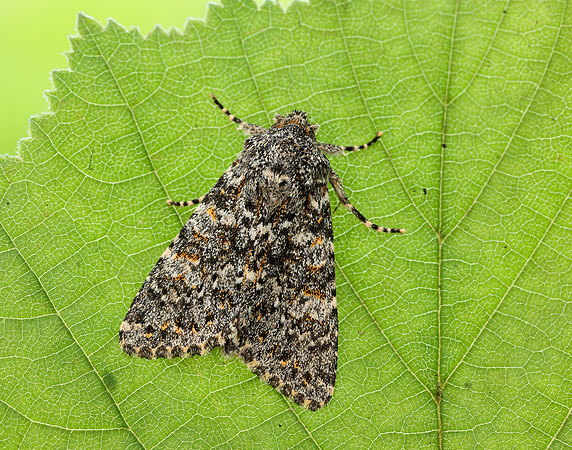73.237 BF2252 Large Ranunculus Polymixis flavicincta