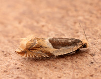 49.214 BF1126 Ancylis badiana