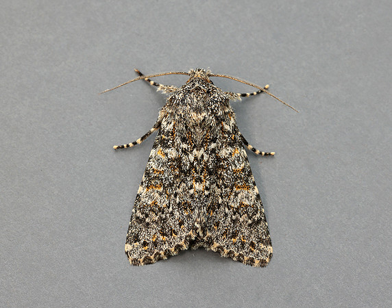 73.237 BF2252 Large Ranunculus Polymixis flavicincta