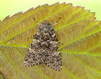 73.237 BF2252 Large Ranunculus Polymixis flavicincta