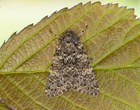 73.237 BF2252 Large Ranunculus Polymixis flavicincta