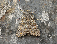 73.237 BF2252 Large Ranunculus Polymixis flavicincta