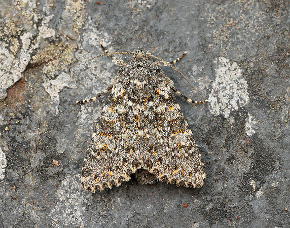 73.237 BF2252 Large Ranunculus Polymixis flavicincta