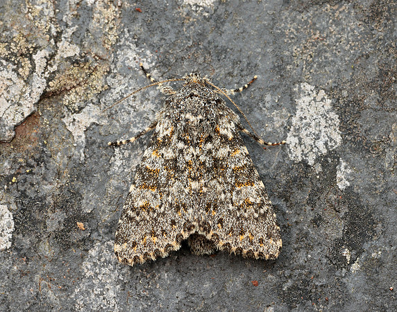 73.237 BF2252 Large Ranunculus Polymixis flavicincta