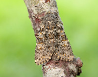 73.237 BF2252 Large Ranunculus Polymixis flavicincta
