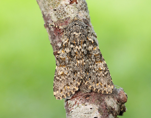 73.237 BF2252 Large Ranunculus Polymixis flavicincta