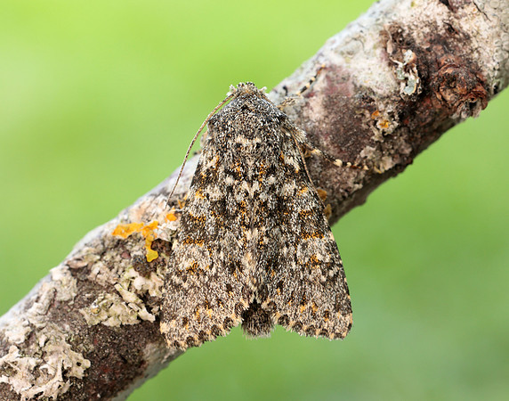 73.237 BF2252 Large Ranunculus Polymixis flavicincta