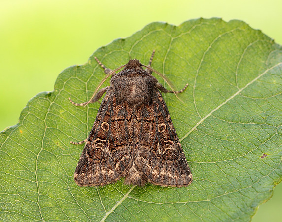 73.252 BF2177 Hedge Rustic Tholera cespitis