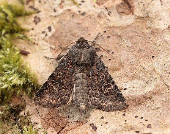 73.252 BF2177 Hedge Rustic Tholera cespitis