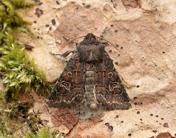 73.252 BF2177 Hedge Rustic Tholera cespitis