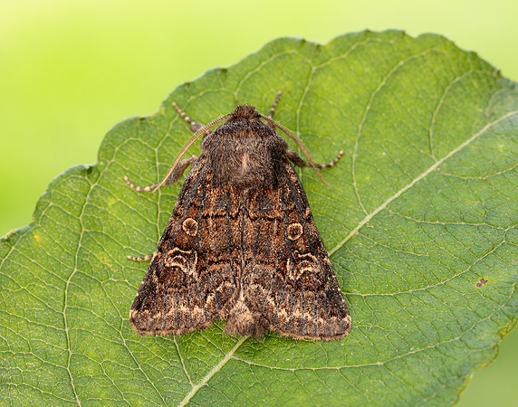 73.252 BF2177 Hedge Rustic Tholera cespitis