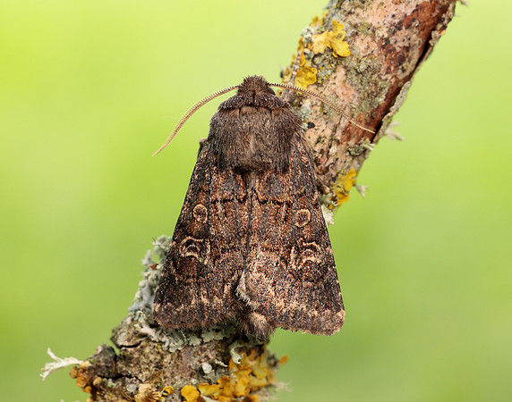 73.252 BF2177 Hedge Rustic Tholera cespitis