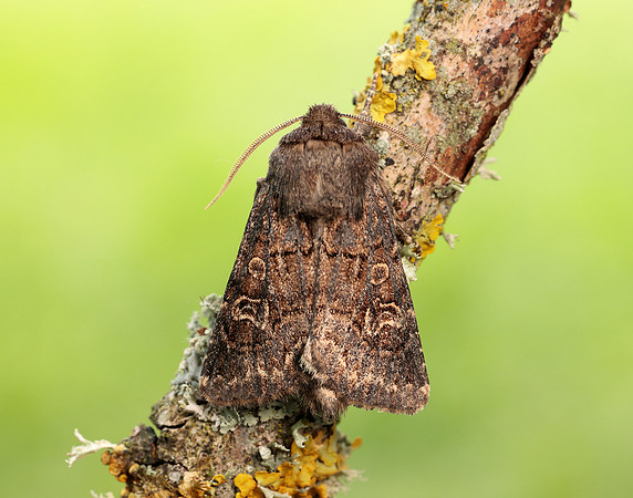 73.252 BF2177 Hedge Rustic Tholera cespitis