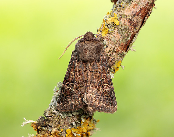 73.252 BF2177 Hedge Rustic Tholera cespitis