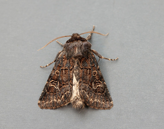 73.252 BF2177 Hedge Rustic Tholera cespitis