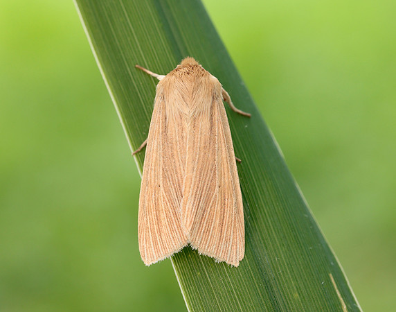 73.291 BF2199 Common Wainscot Mythimna pallens