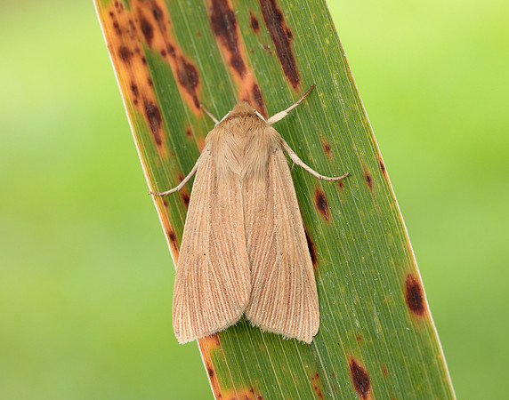 73.291 BF2199 Common Wainscot Mythimna pallens