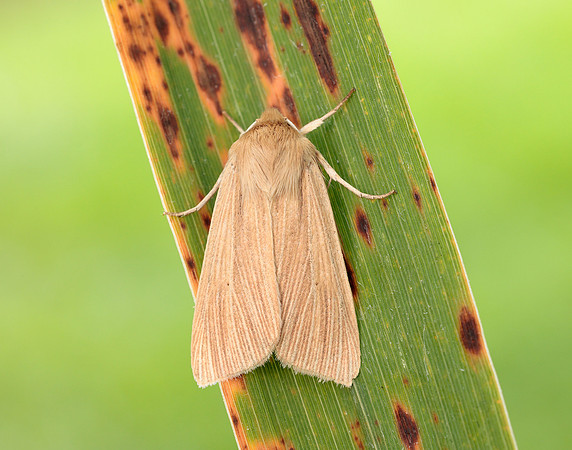 73.291 BF2199 Common Wainscot Mythimna pallens