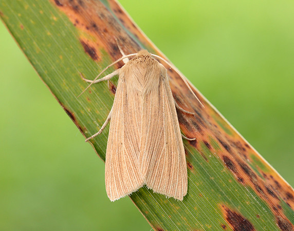 73.291 BF2199 Common Wainscot Mythimna pallens