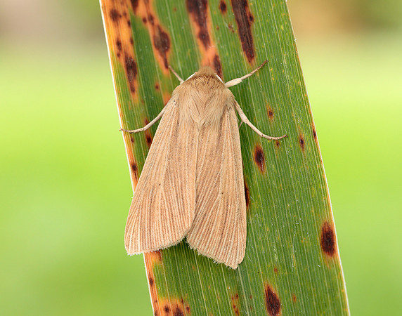 73.291 BF2199 Common Wainscot Mythimna pallens