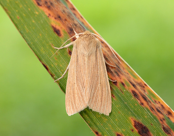 73.291 BF2199 Common Wainscot Mythimna pallens