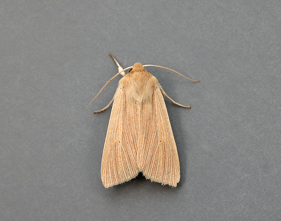 73.291 BF2199 Common Wainscot Mythimna pallens