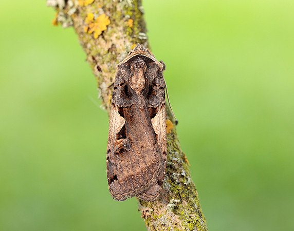 73.359 BF2126 Setaceous Hebrew Character Xestia c-nigrum