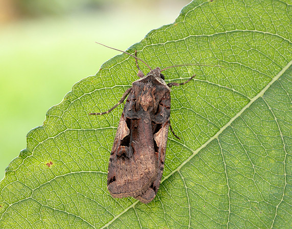 73.359 BF2126 Setaceous Hebrew Character Xestia c-nigrum