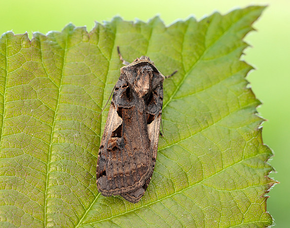 73.359 BF2126 Setaceous Hebrew Character Xestia c-nigrum