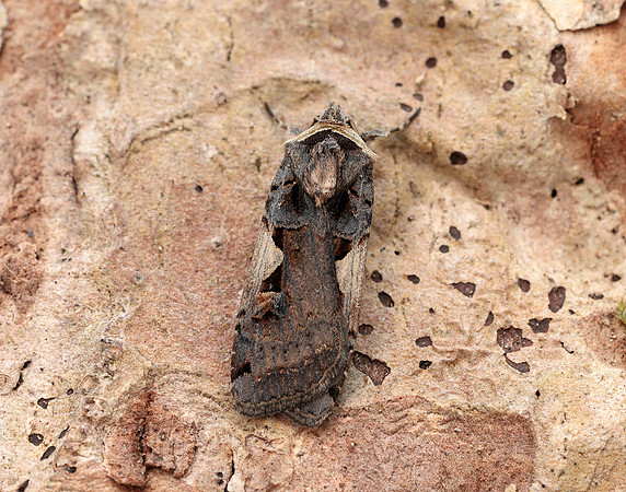 73.359 BF2126 Setaceous Hebrew Character Xestia c-nigrum