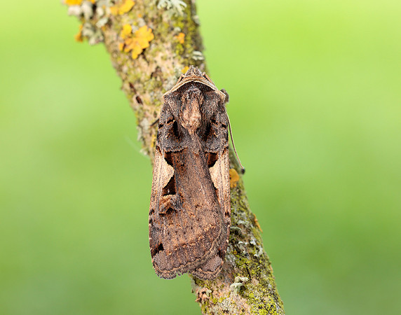 73.359 BF2126 Setaceous Hebrew Character Xestia c-nigrum