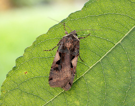 73.359 BF2126 Setaceous Hebrew Character Xestia c-nigrum