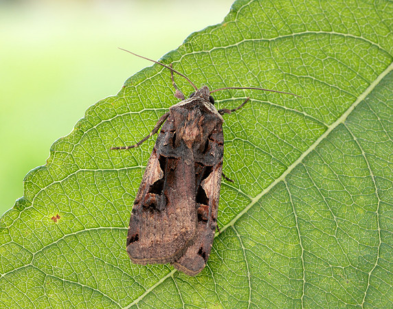 73.359 BF2126 Setaceous Hebrew Character Xestia c-nigrum