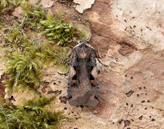 73.359 BF2126 Setaceous Hebrew Character Xestia c-nigrum