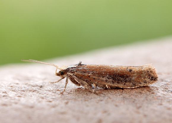 17.010 BF460 Ypsolopha parenthesella