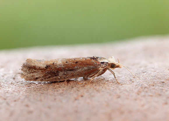 17.010 BF460 Ypsolopha parenthesella