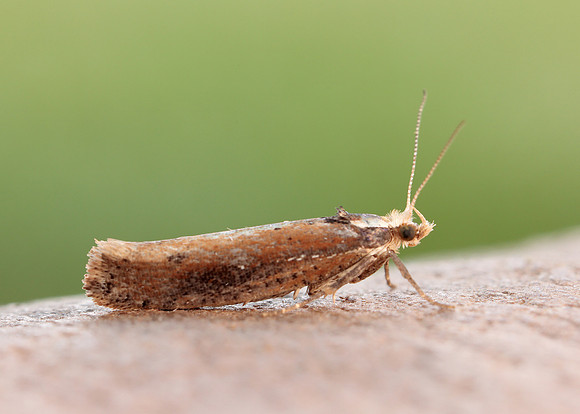 17.010 BF460 Ypsolopha parenthesella