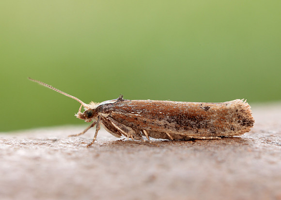 17.010 BF460 Ypsolopha parenthesella