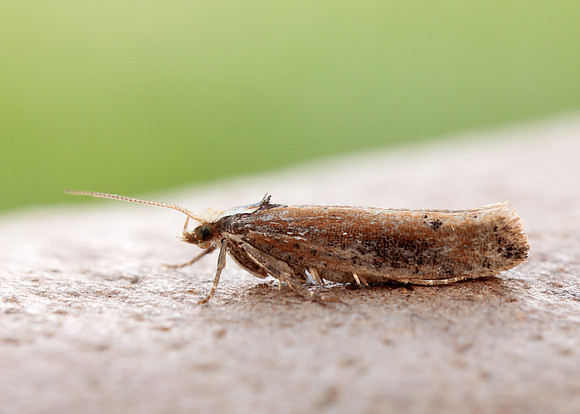 17.010 BF460 Ypsolopha parenthesella