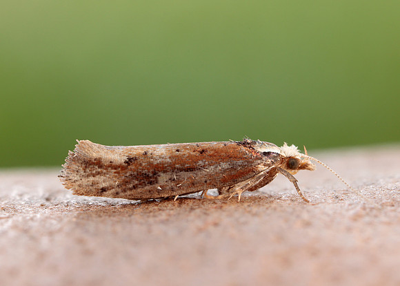 17.010 BF460 Ypsolopha parenthesella